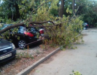 что бы спилить дерево обращайтес к нам это можно было предотвратить, позвонив нам 