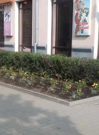 обрезка кустарников стрижка газонов и кустарников в екатеринбурге