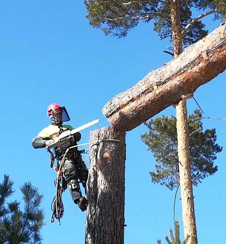 спиливание дерева альпинистами в екатеринбурге